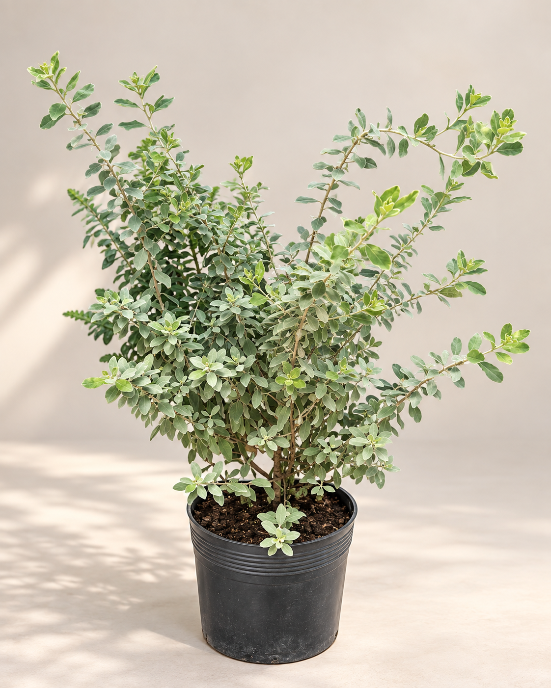 Planta Ornamental em Vaso Preto